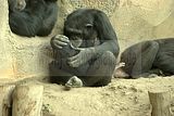 leipzig zoo-01_07_2011_zoo_allgemein_209